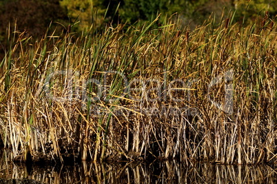 Cat tails