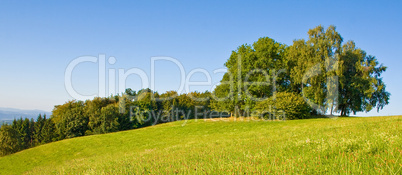 Idyllische Wiese mit Baum