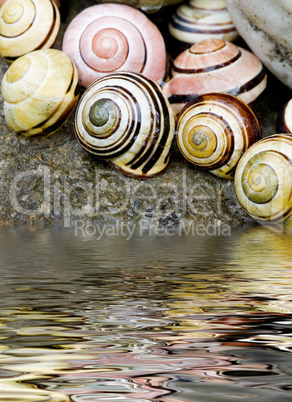 Schneckenhäuser und Wasser