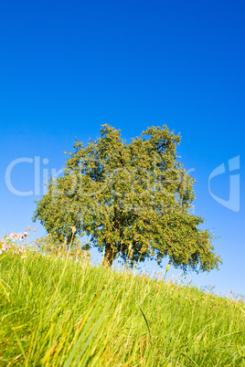 Idyllische Wiese mit Baum