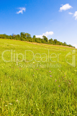 Eine Idyllische Wiese im Sommer