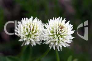 Weissklee (trifolium repens)