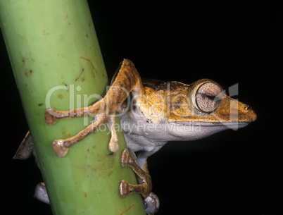 Frog portrait