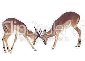 Two isolated fighting antelope