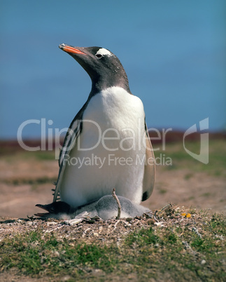 Gentoo penguin