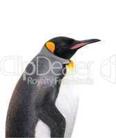 Isolated emperor penguin with clipping path