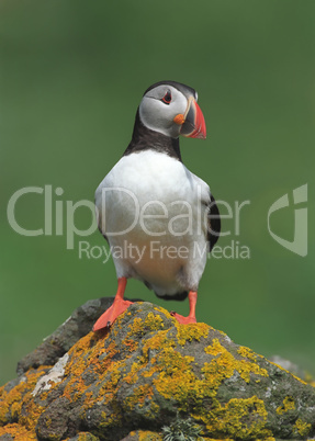 Puffin