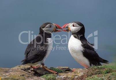 Two puffins