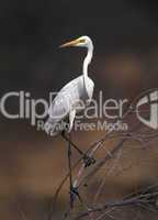 Great white egret