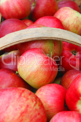 Die Apfelernte