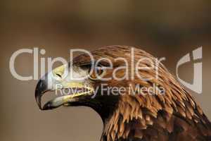 Steinadler (Aquila chrysaetos)