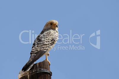 Steppenfalke (Falco rupicoloides)