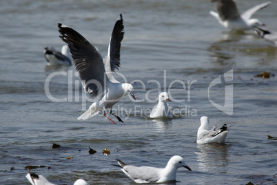 Weißkopflachmöwe (Larus hartlaubii)