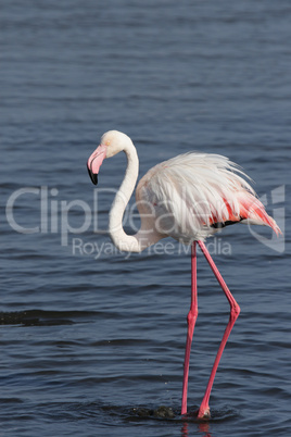 Rosaflamingo (Phoenicopterus ruber)