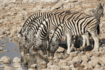 Zebras am Wasserloch