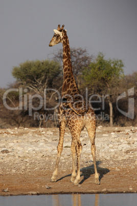 Giraffe