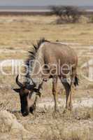 Streifengnu (Connochaetes taurinus)