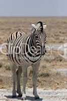 Steppenzebra