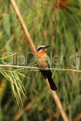 Weißstirnbienenfresser (Merops bullockoides)