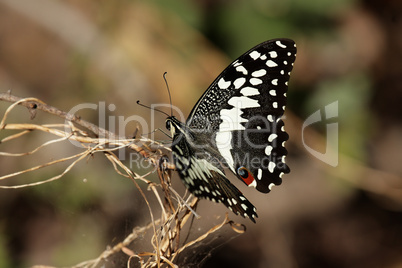 Citrus Swallotail (Papilio demodocus)