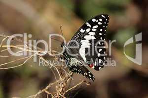 Citrus Swallotail (Papilio demodocus)