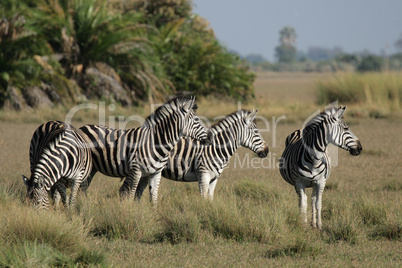 Steppenzebras