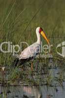 Nimmersatt (Mycteria ibis)