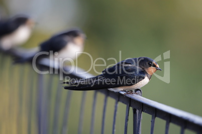 Rauchschwalben (Hirundo rustica)