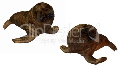 3D walrus