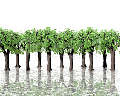 green trees in water with reflection on white back