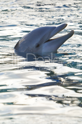 Dolphin Smile