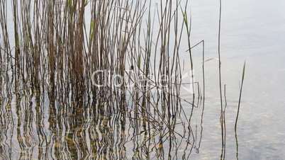 Schilf im Wasser