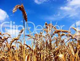 Getreide vor der Ernte