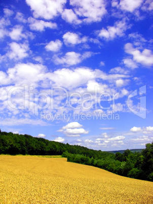 Getreide vor der Ernte