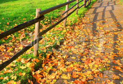 Buntes Laub im Herbst