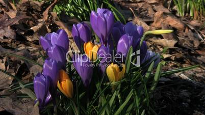 Spring Flowers (Purple & Yellow Crocuses)