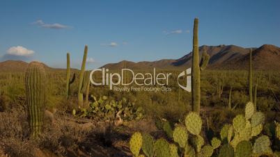 (1137) Saguaro National Monument Saguaro Cactus Desert Arizona Sunset