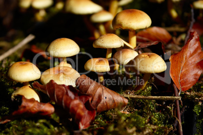 Closeup of wild mushrooms in the forest