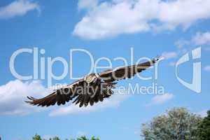 fliegender Falke