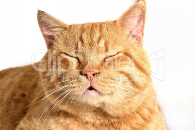 Dozing cat