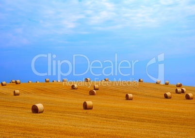 Landschaft mit goldenen Strohballen und blauem Himmel