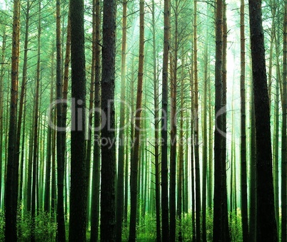 Frischer grüner Wald