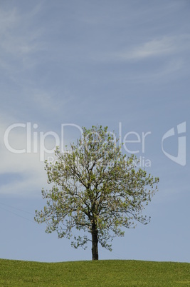 Baum im Frühling