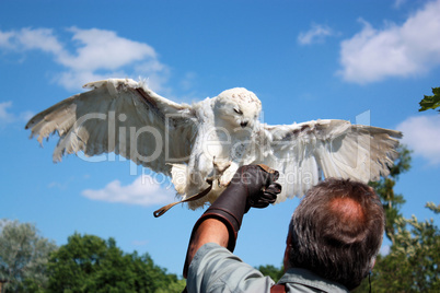 Schneeeule und Falkner