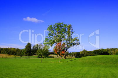 Wiese, Baum und Himmel