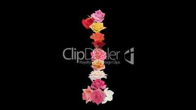 Montage opening rainbow roses number 1 shape alpha matte 1n