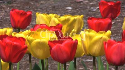 Red & Yellow Tulips - Close Up