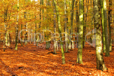 Buchenwald im Herbst - beech forest in fall 03