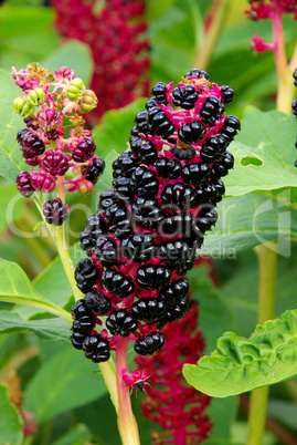 Kermesbeere - Pokeweed 02