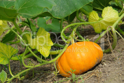 Kürbis Pflanze - pumkin plant 02